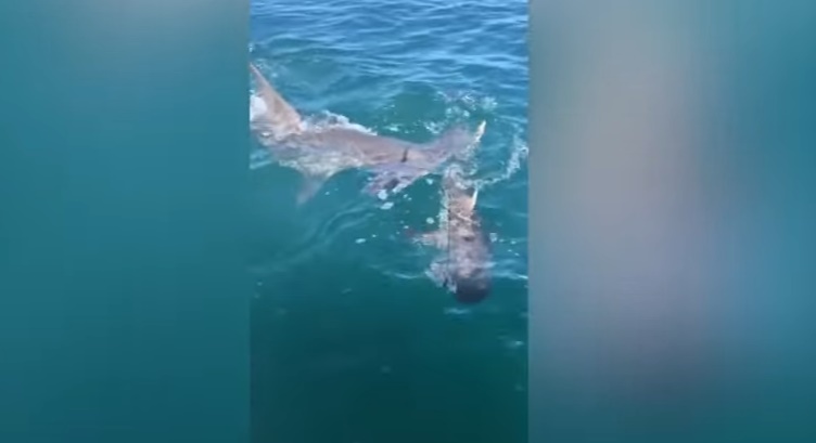 ฉลามหัวค้อน กิน ฉลามวาฬ