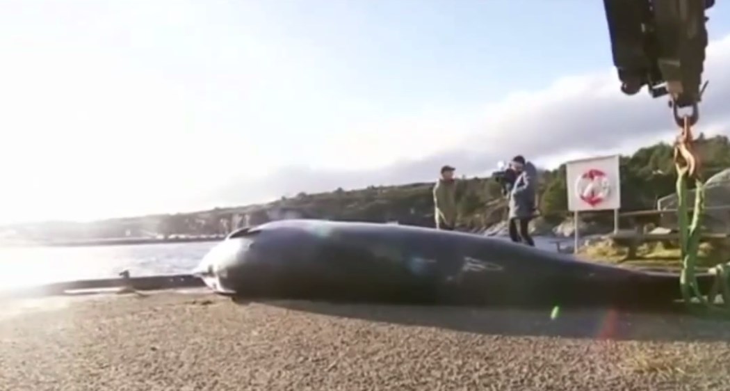 วาฬคูเวียร์ กินถุงพลาสติก 30 ใบ